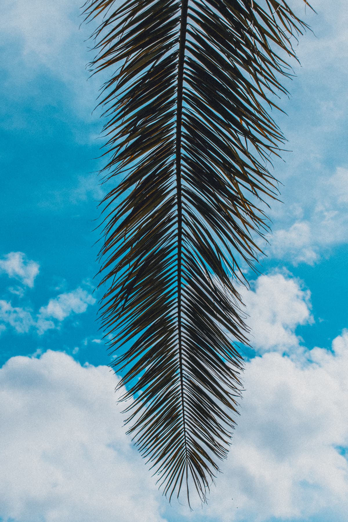 Palmera Tropical